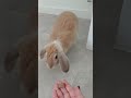 The Mighty Bunny STOMP! #bunny #freeroamrabbit #rabbit #pets #cutebunny