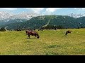 Cattle grazing at Malga Ritort