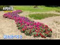 【ペチュニア(バカラ)】定植からの成長/水やり不要・雨まかせ/コスパ◎¥300の種で花壇作り　