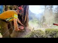 Big Fir Trees | Heli-Logging