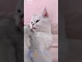 Tik Tok   Funny CATS from Tik Tok 0