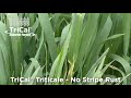 Triticale Comes Out On Top! Wheat vs Triticale Disease Resistance