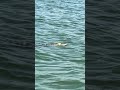 Alligator spotted in Lake Erie waters