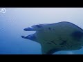 Turtle Paradise 4K ULTRA HD 🐋- Coral Reefs and Colorful Sea Life - Relaxing Music