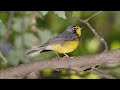 Canada Warbler Bird Song Video: Bird Songs Eastern North America-Peaceful Nature Sounds