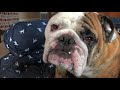 Reuben the Bulldog: Hangry Dog