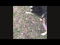 Australian Shepherds 20 seconds of cuteness