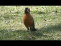 American Robin Feeding on Earthworms and Collecting Food for Young