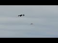 Bald eagle attacked by hawks