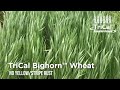 TriCal Bighorn™ Wheat Is Disease Resistant