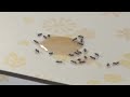 Odorous house ants invasion 2024