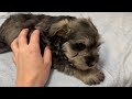 🐶 Puppies try their NuVet vitamins for the first time