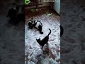 Cats Play in Pile of Sugar || ViralHog