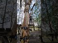 Treetop obstacle course in sydney 😍 ❤️ must        watch ⌚️ so good 👍