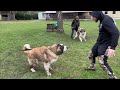 Nácvik a rozvíjanie vlôh Moskovského strážneho psa