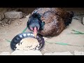 Aseel Hen Hatching Eggs | Chicken Reproduction Process | Hen Egg Hatching | Aseel Hen Harvesting egg