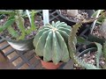 Arizona Cactus Sales | New nursery location tour!