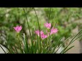 아름다운 자연과  함께하는 힐링음악 🎵 Healing music with beautiful nature.