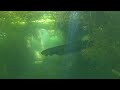 Underwater jungle