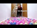 No One Will Pass Here! Dogs And Cats Against Water Balloons