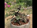 Bonsai lover: Gigantic bonsai..age 100 yrs!