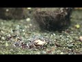 Sulawesi White Socks destroying a piece of dead shrimp food -  time lapse relaxing video