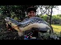 MANCING TOMAN.!!! NEMU SPOT GACOR FAIGHT PREDATOR TOMAN BEKALI-KALI