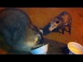 Raccoon vs. Possum
