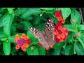 Nature and wild life video - Birds and animals amazing scene 4k #
