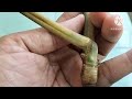 Ditemukan Bambu Unik Patel Lele dan Jalu mantap juossss