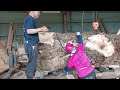 #102 A thrilling fight with a 3-ton gigantic ginkgo! ! The core is extremely thick at 33 cm! !
