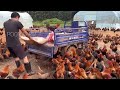 How Chinese farmers raise 7,000 chickens in the countryside - Farmers raise chickens