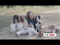 Border Collies in Action - Intelligence, Agility, and Loyalty on Display