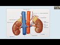 Urologic Gross Anatomy - EMPIRE Urology In Service Review