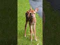 lost Fawn