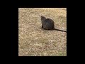 Rodents of unusual sizes