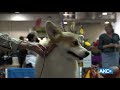 2019 Raleigh Kennel Club Dog Show