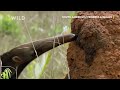 Giant Anteater vs Termites | South America's Weirdest Animals | National Geographic Wild UK