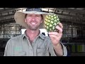 How American Farmers Pick Millions Of Pineapples - Pineapple Harvesting - Farming Documentary