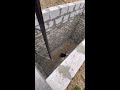 Cat makes an impressive jump to get out of a hole!