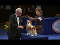 National Dog Show 2023: Toy Group (Full Judging) | NBC Sports