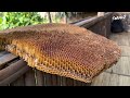 How To Harvest Fresh Honey With Bare Hands On Scary Cliffs