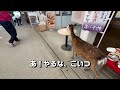 【島旅】広島の宮島一日で回るならこんな感じ。