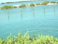 Paulie watching Dolphins at Hawks Cay in the Keys fall 08.mov