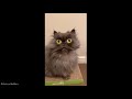 The CUTEST ANIMALS from TIKTOK to MAKE YOU HAPPY...