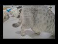 When Cats Are So Silly 😍 Best Funny Video Compilation 😂