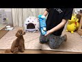 自分を見失った犬