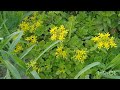 Петунии и бархатцы/Петунии и невен/Petunias and marigolds  09.07.2024