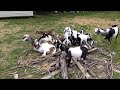 Goats Playing Part One