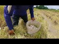 amazing video! pick a lots of duck eggs under straw at rice field by hand a smart farmer